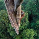 orang-hutan-2807834_1920