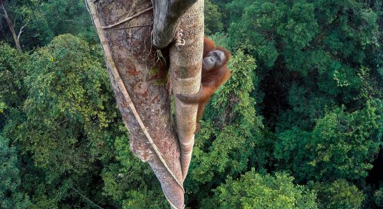 orang-hutan-2807834_1920