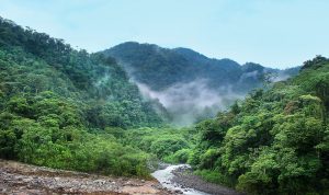 Taman Nasional Leuser