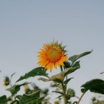 field summer sun garden