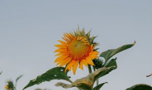 field summer sun garden