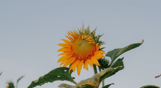 pexels-photo-4457898 field summer sun garden