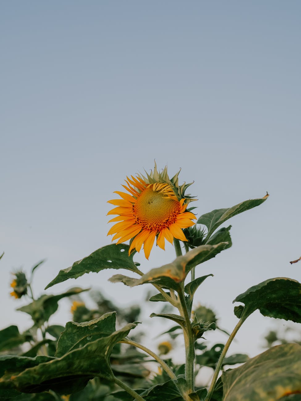 field summer sun garden