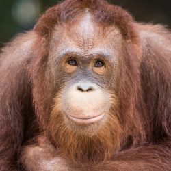ORANGUTAN