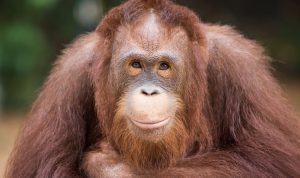 ORANGUTAN