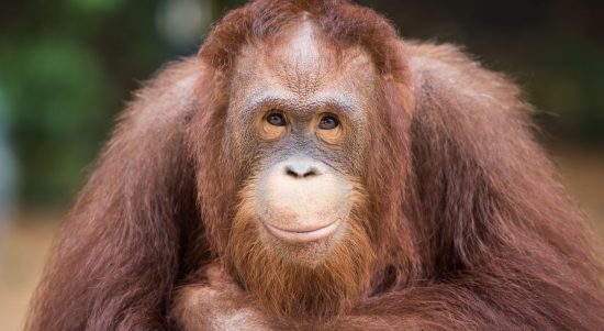ORANGUTAN ORANGUTAN