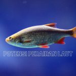 Potensi Perairan Laut Indonesia