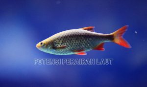 Potensi Perairan Laut Indonesia