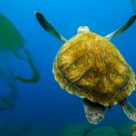 Penyebab Pencemaran Perairan Laut (1)