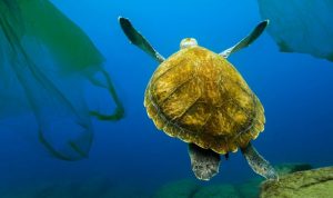 Penyebab Pencemaran Perairan Laut (1)