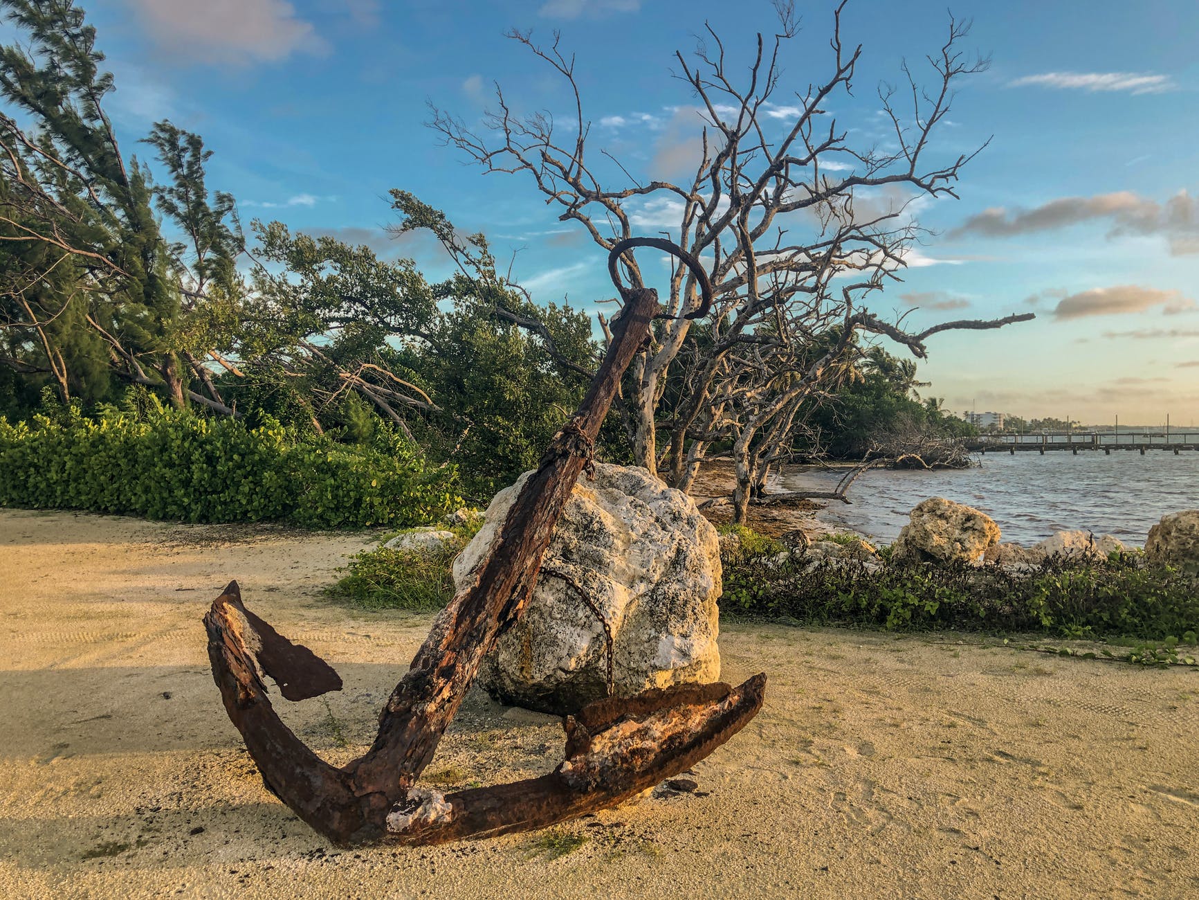 wood sea landscape beach