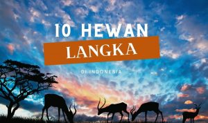 10 Hewan Langka Di Indonesia