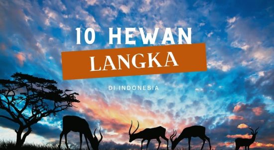 10 Hewan Langka Di Indonesia
