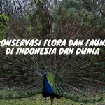Konservasi Flora dan Fauna di Indonesia dan Dunia