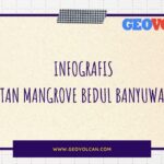 infografis Hutan Mangrove Bedul Banyuwangi