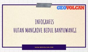 infografis Hutan Mangrove Bedul Banyuwangi