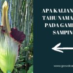 BUNGA BANGKAI RAKSASA