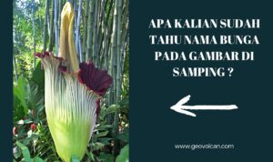 BUNGA BANGKAI RAKSASA