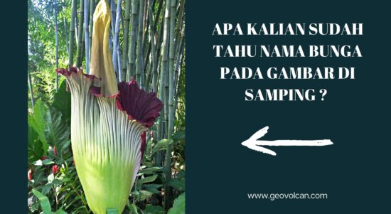 BUNGA BANGKAI RAKSASA