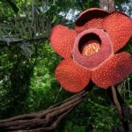 Bunga Raflesia Arnoldii