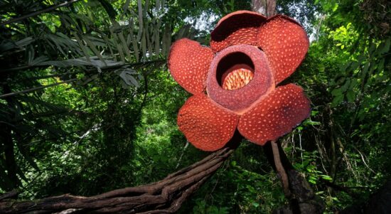 Bunga Raflesia Arnoldii