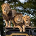 lion-g5f69373c6_1920