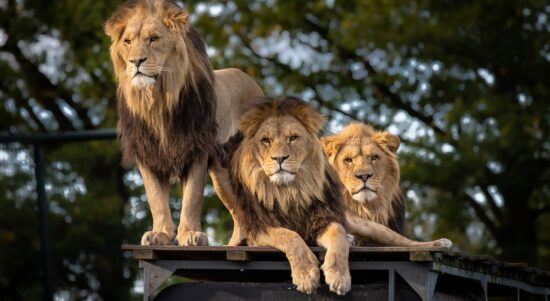 lion-g5f69373c6_1920
