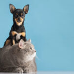 beautiful-pet-portrait-small-dog-cat