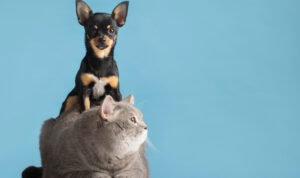 beautiful-pet-portrait-small-dog-cat
