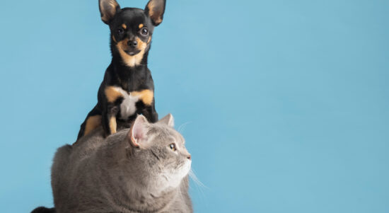 beautiful-pet-portrait-small-dog-cat