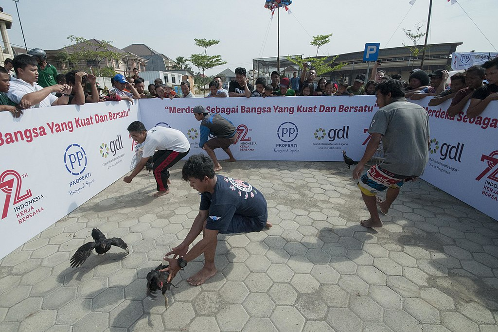 lomba menangkap ayam untuk memeriahkan 17 agustusan photo by wikimedia commons lomba 17 agustusan yang seru dan menarik