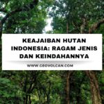 jenis hutan di indonesia