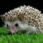 cute-baby-hedgehog-closeup-moss-with-black-background