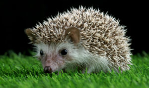 cute-baby-hedgehog-closeup-moss-with-black-background