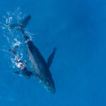humpback-whales-photographed-from-with-aerial-drone-off-coast-kapalua-hawaii