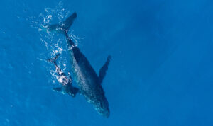 humpback-whales-photographed-from-with-aerial-drone-off-coast-kapalua-hawaii