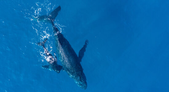 humpback-whales-photographed-from-with-aerial-drone-off-coast-kapalua-hawaii