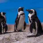 closeup-selective-focus-shot-cute-penguins-hanging-out-cape-good-hope-cape-town