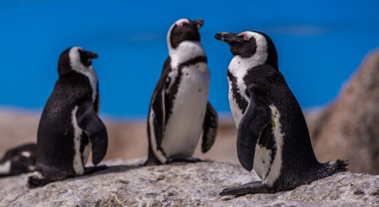closeup-selective-focus-shot-cute-penguins-hanging-out-cape-good-hope-cape-town