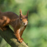 closeup-shot-common-squirrel-tree-branch-against-blurry-green-background