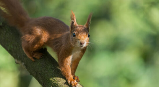 closeup-shot-common-squirrel-tree-branch-against-blurry-green-background