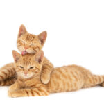 Kucing oren sedang bersantai dengan kucing lainnya