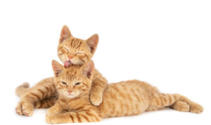 Kucing oren sedang bersantai dengan kucing lainnya