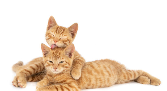 Kucing oren sedang bersantai dengan kucing lainnya