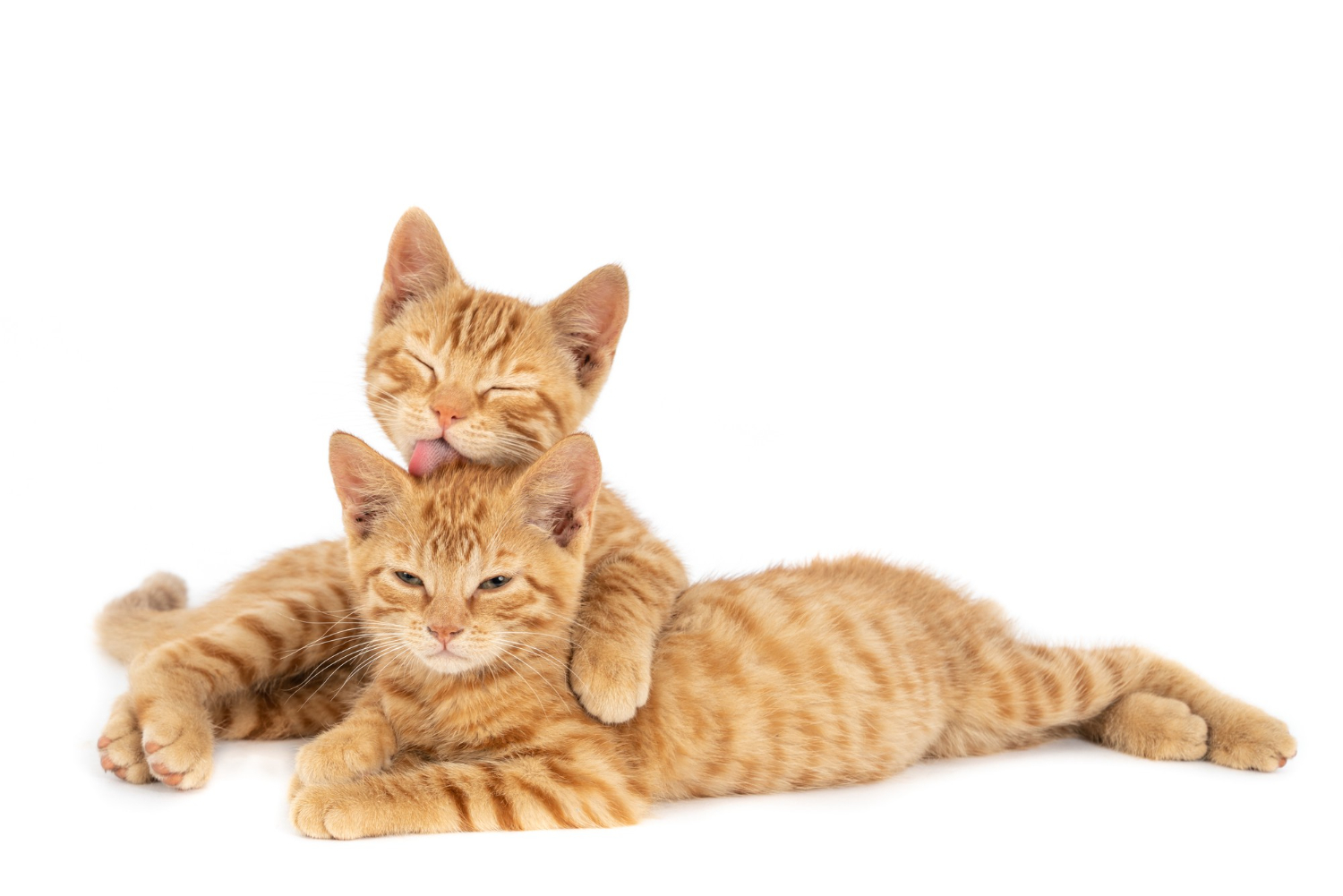Kucing oren sedang bersantai dengan kucing lainnya